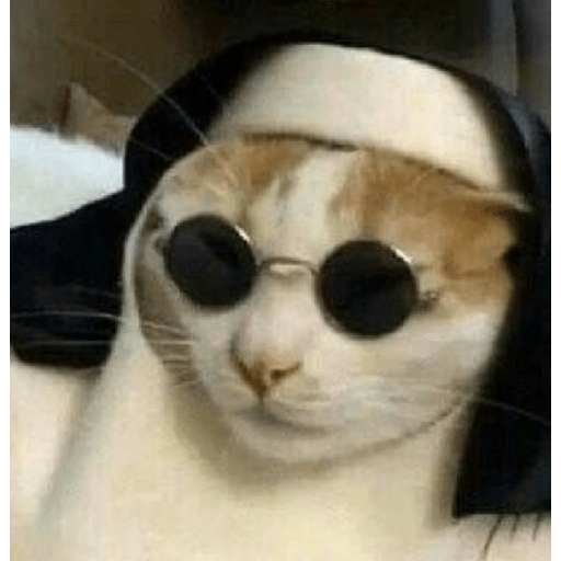Memes de gatos 5 30