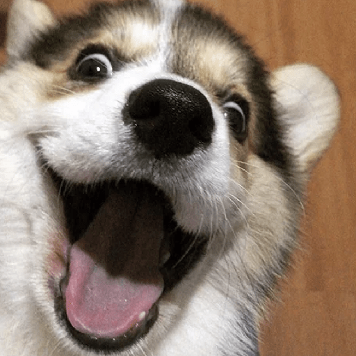 🐕 PERROS RANDOM FUNNY 2🤣 15