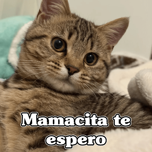 🧿Dilo con Michis3🐱 21