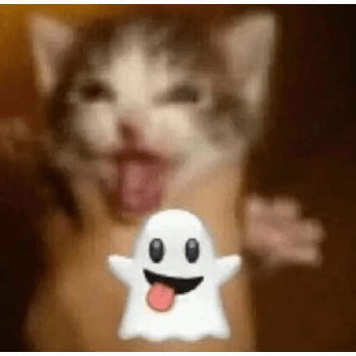 😹GATOS 🗯❕ 20