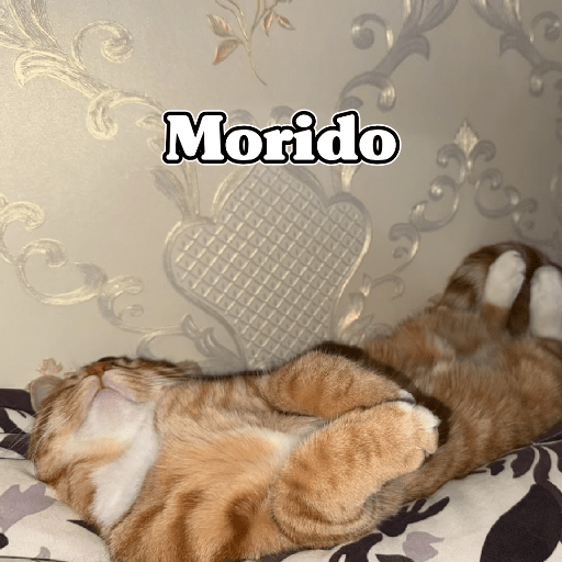🧿Dilo con Michis3🐱 14