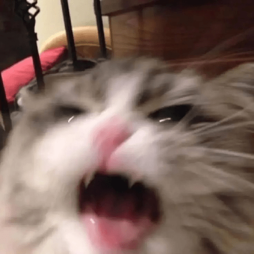 Gatitos 😽 2