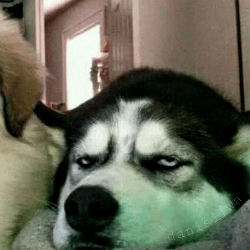 🦴🐶 Perros Funny Random 🐾🐶 2