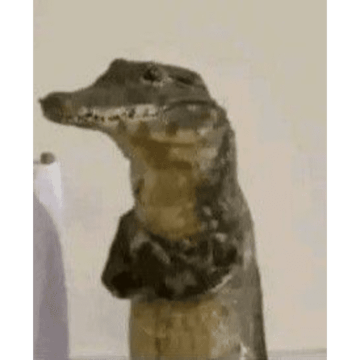 Macaco cidadão  28