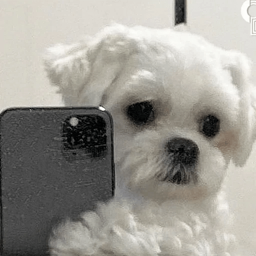 🐕 PERROS RANDOM 🐾🏡 1