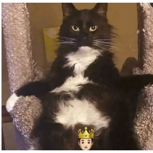 Memes de gatos 5 22