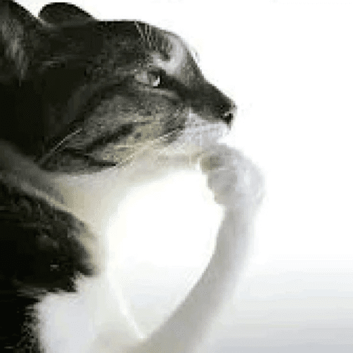 Animais julgando 8