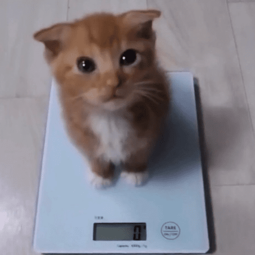 Cats 10 28