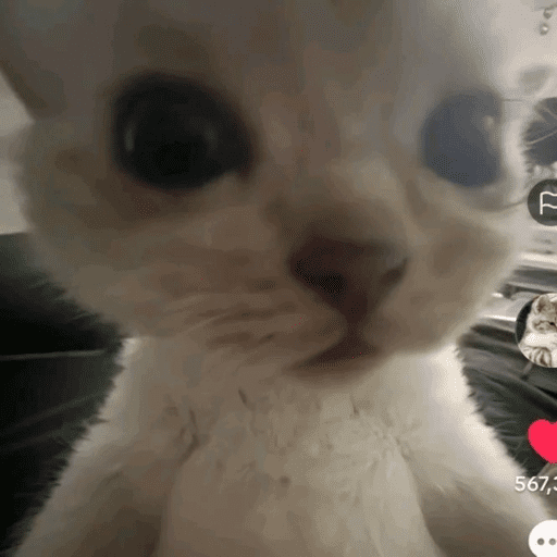 Animais julgando 2