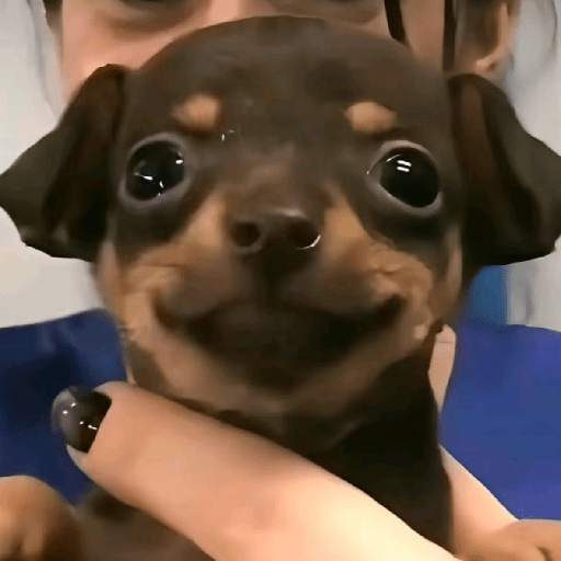 Perritos 🤭 3