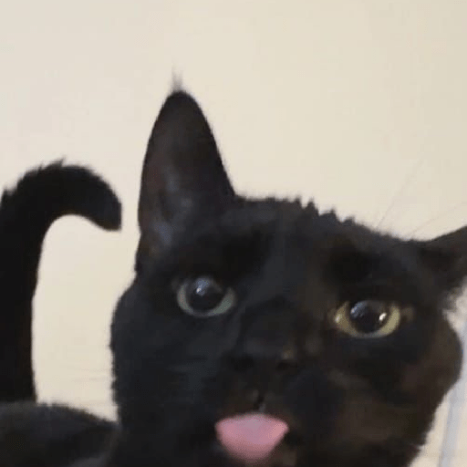 Gatos negro 🖤 6