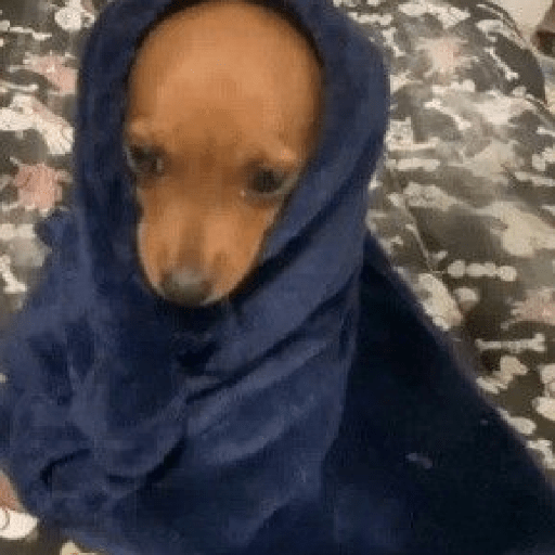 Perritos 😅 1