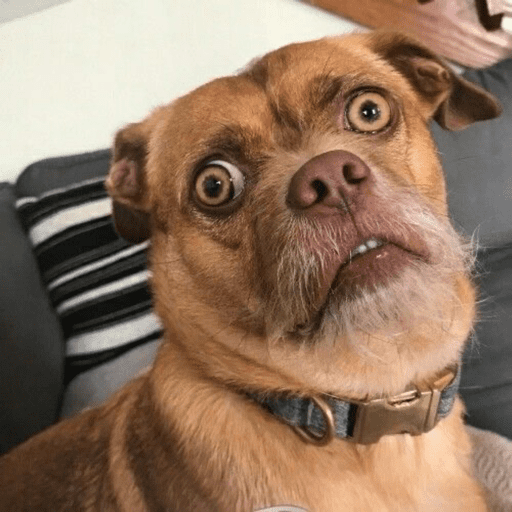 Dog  18