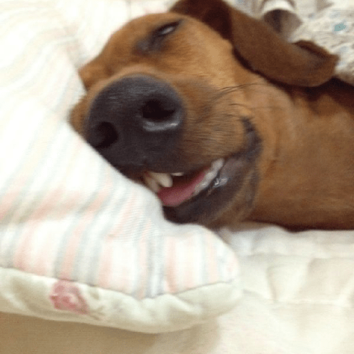 Perritos 😅 8