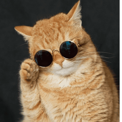 Gato reações  9