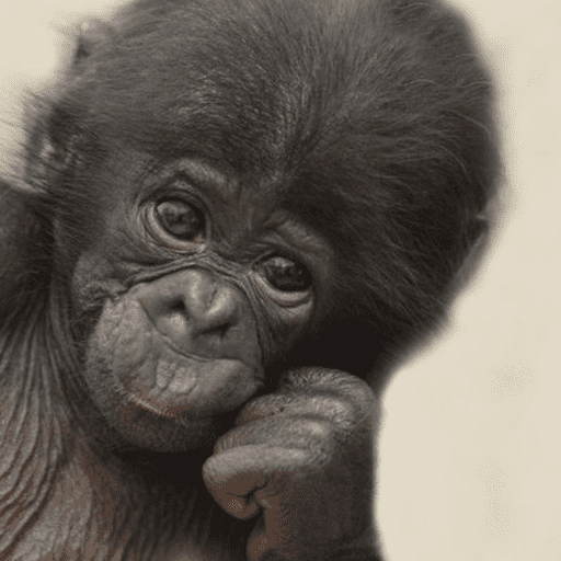 Macaco 4