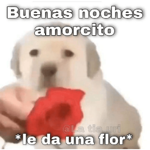 Amorcito 1 21