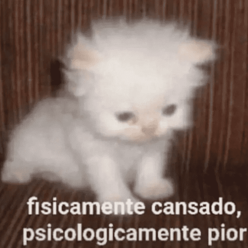 Cats 10 26