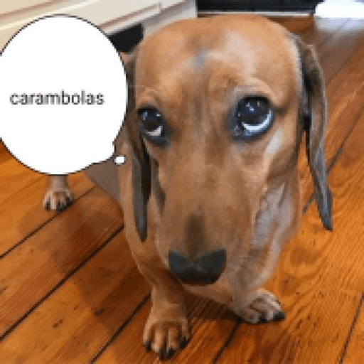 Animais julgando 7