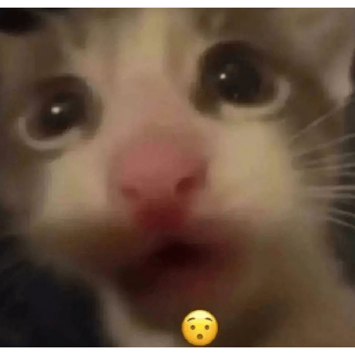 Memes de gatos 5 24
