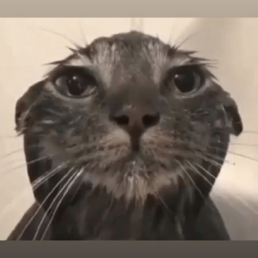 Gatos negro 🖤 4