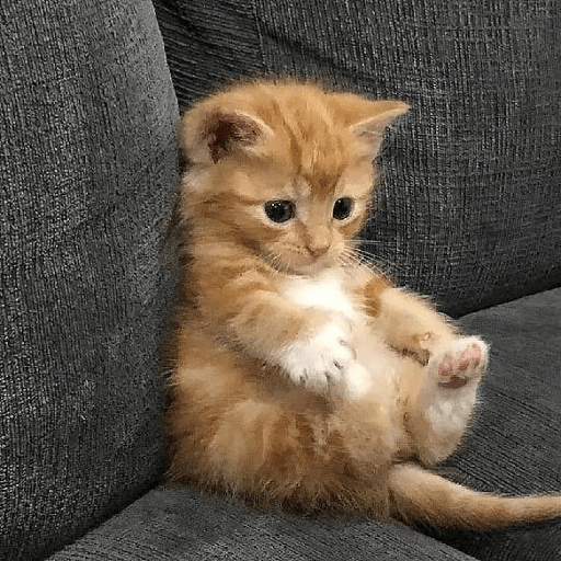 Gatitos 🤭 5
