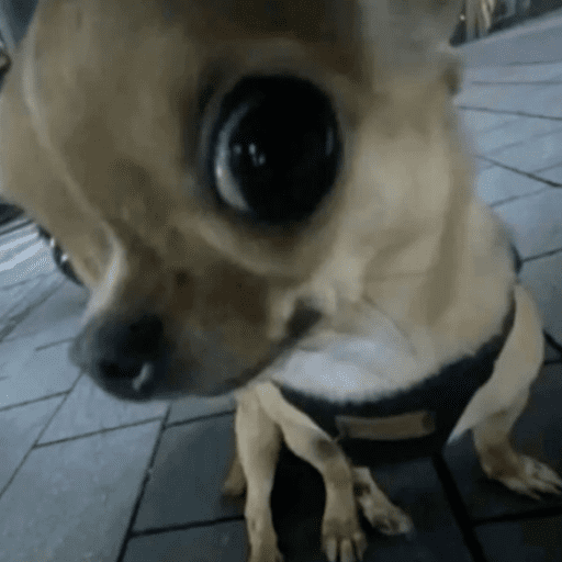 Memes cachorros 8