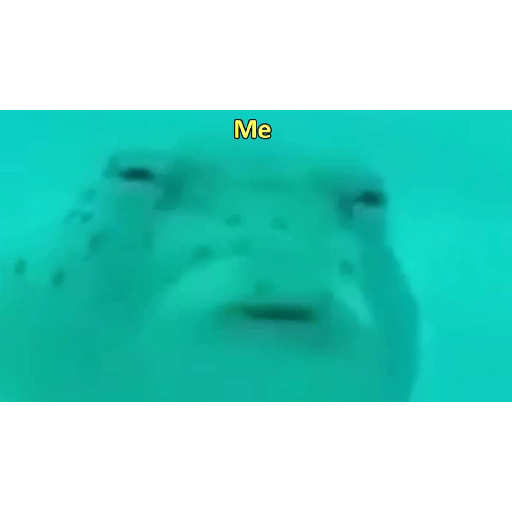 Nuevos 26