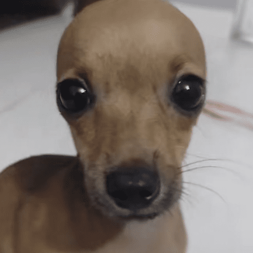 Cachorros  9