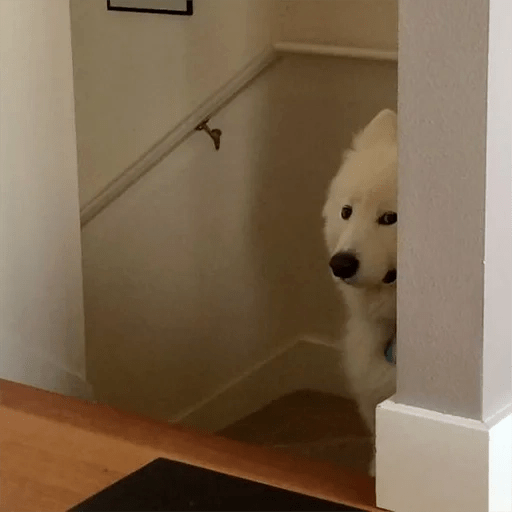 🐕 PERROS RANDOM FUNNY 2🤣 9