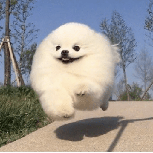 🐕 PERROS RANDOM FUNNY 2🤣 13
