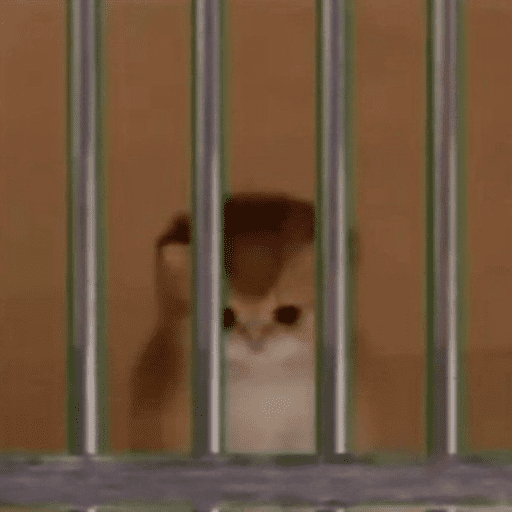 Cats 10 21