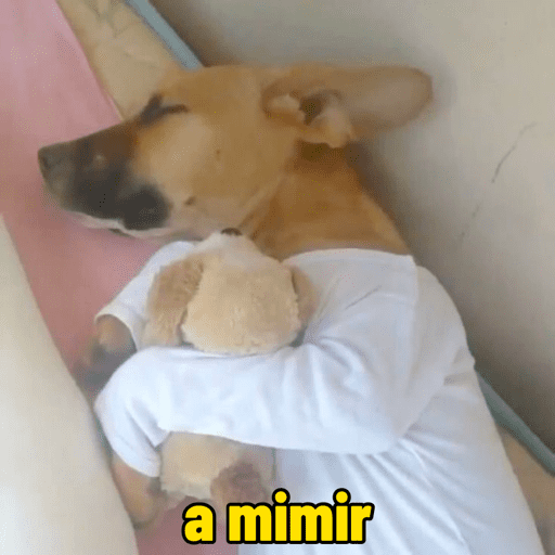 Memes cachorros 3