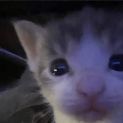 Gatitos 🤭 3