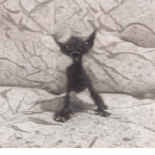 😹GATOS 🗯❕ 5