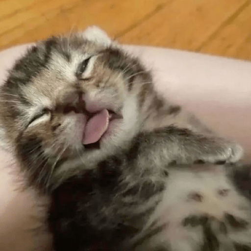 Gatitos 🤭 8