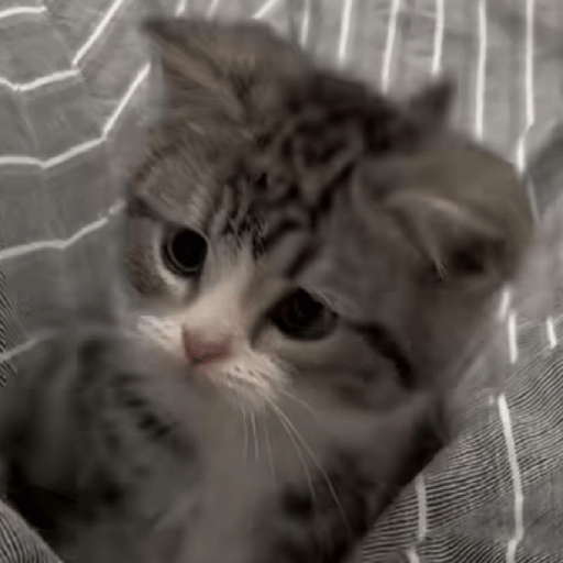 Gatitos 😽 6