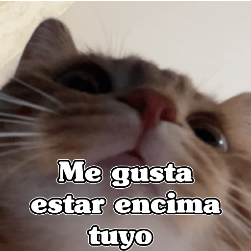 🧿Dilo con Michis3🐱 12