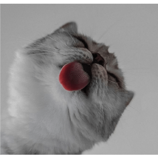 Gatitos mood 💕 3