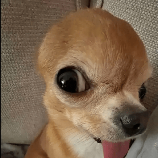 Perritos 😅 10