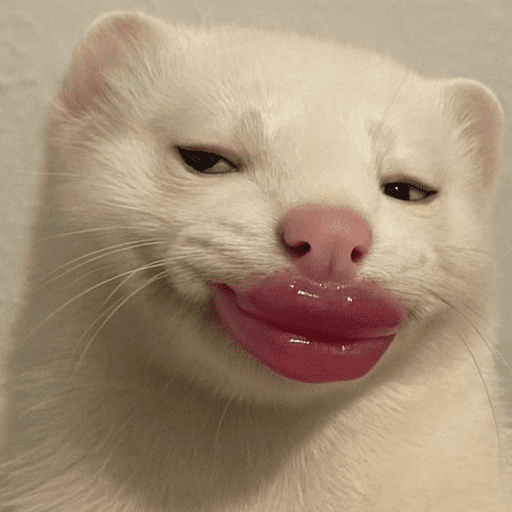 Gatos engraçados  16