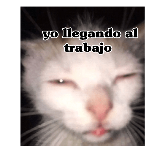 Gatitos frases 😺 9