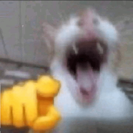 😹GATOS 🗯❕ 12