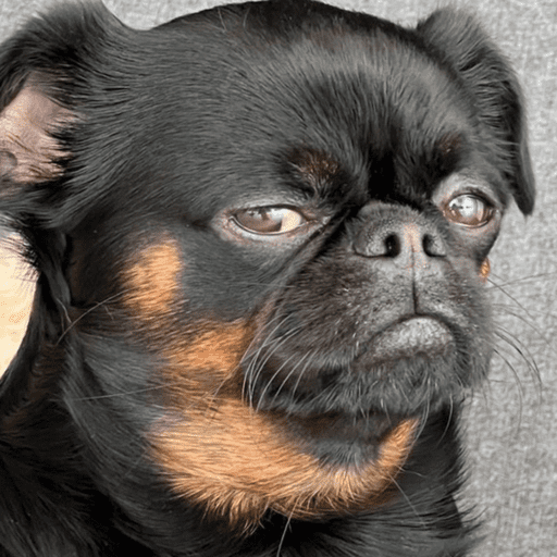 Dog  17