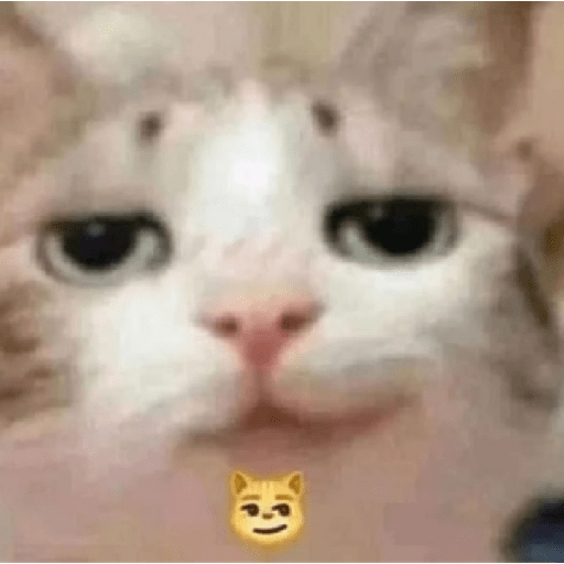Memes de gatos 5 27