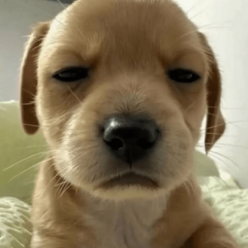 Perritos 😅 5