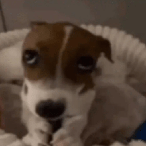 Perritos 🤭 5
