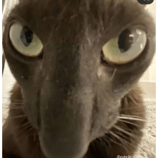 Memes de gatos 5 19