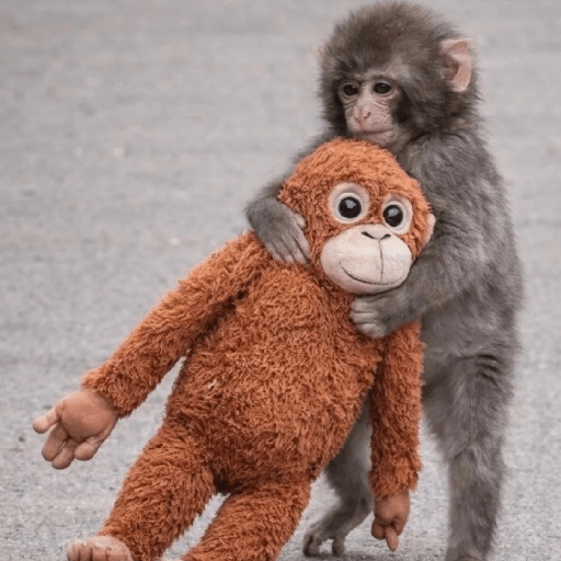 🧿Punch monito bebe🦧🐒 5