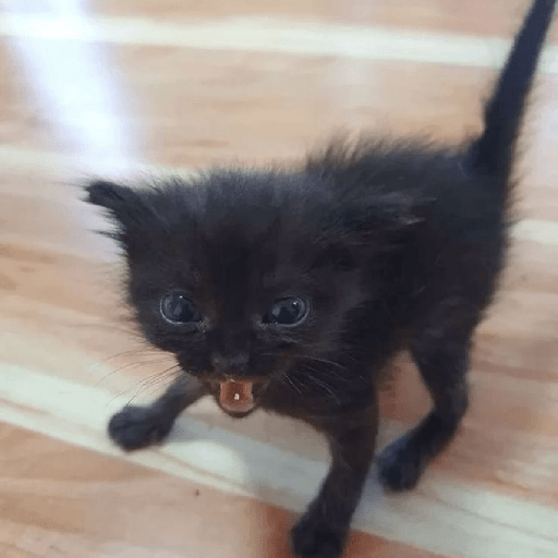 Gatos negro 🖤 5